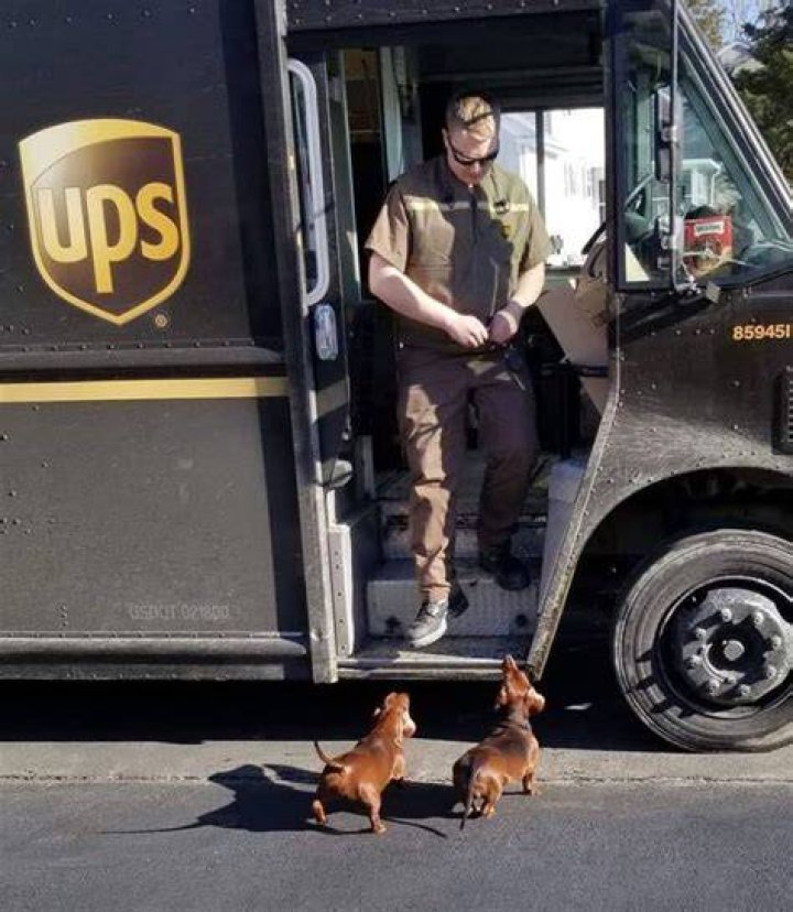 UPS Dogs Puppy In Man's Arms