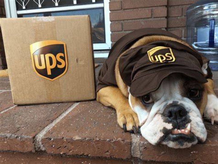UPS Dogs, The Facebook Group, Is Taking The Internet By Storm