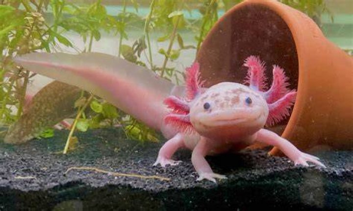 Weird Pets Axolotls