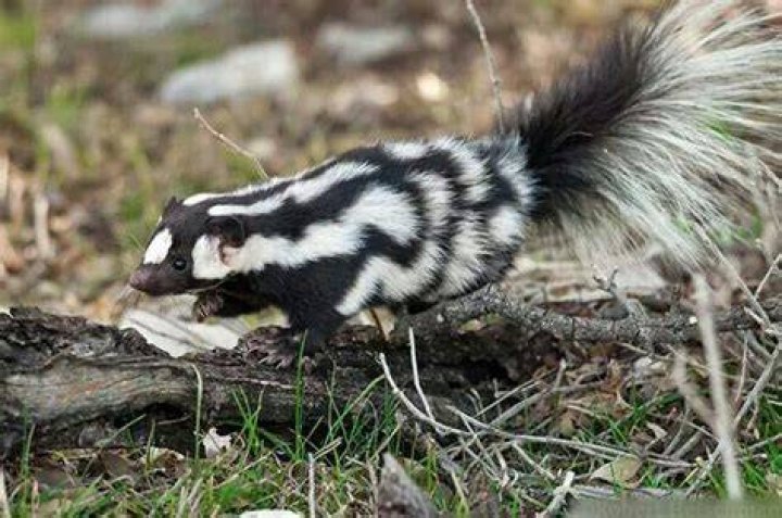 Weird Pets Skunk