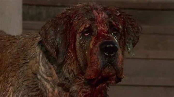 What type of character is Donna in Cujo?