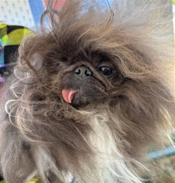 Wild Thang With His Owner