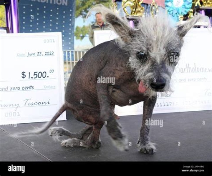 Worlds Ugliest Dog