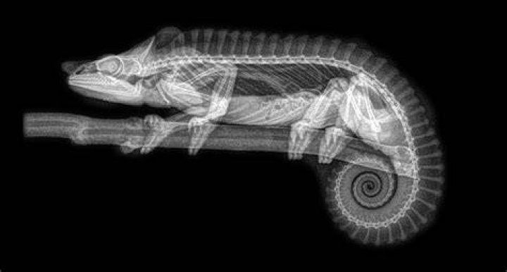 X-ray Art Chameleon