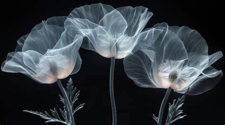 X-ray Art Flowers